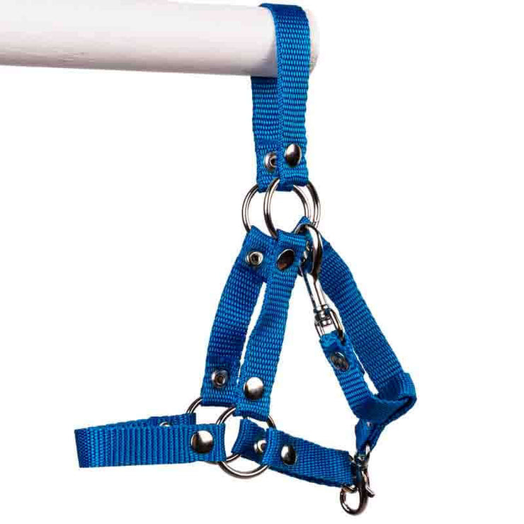 Halter for PRO hobby horses Size: M Color: Blue