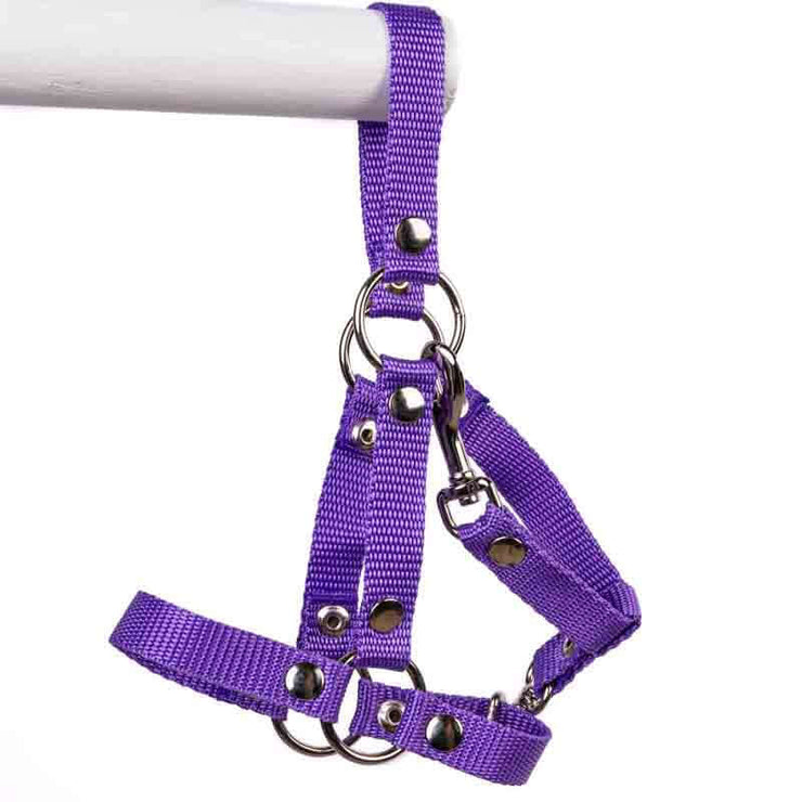 Halter for PRO hobby horses Size: M Color: Purple